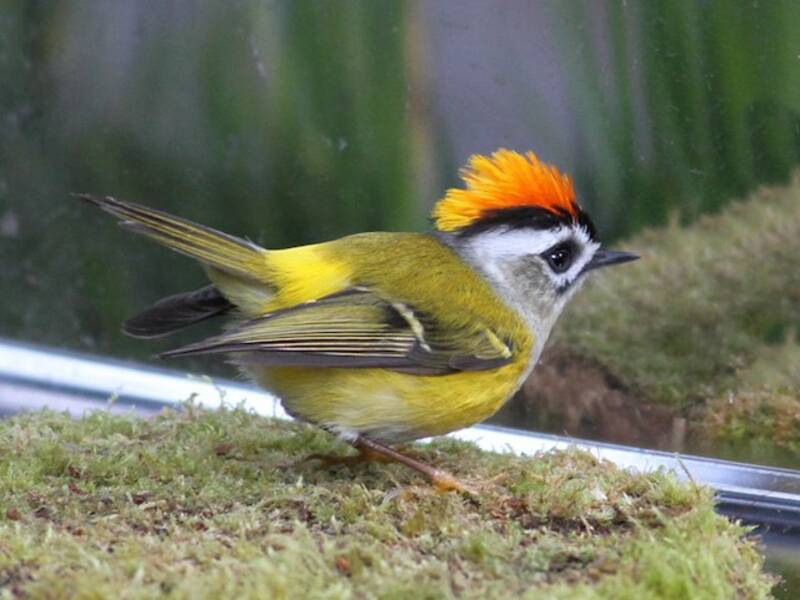 Flamecrest (Regulus goodfellowi)