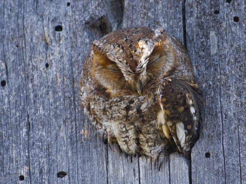 Flammulated Owl, 照片 2