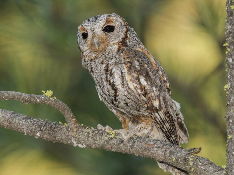 Flammulated Owl