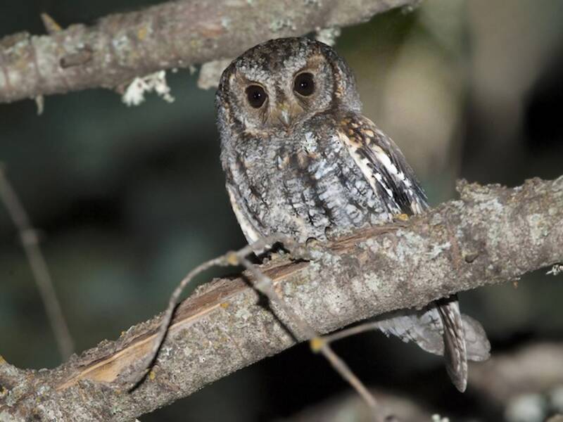 Flammulated Owl, 照片 3