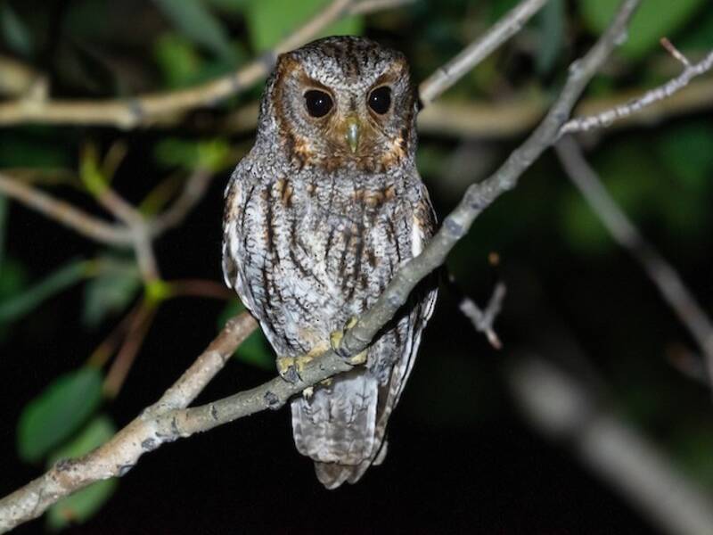 Flammulated Owl, 照片 4