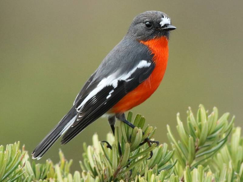 Flame Robin, Photos 3