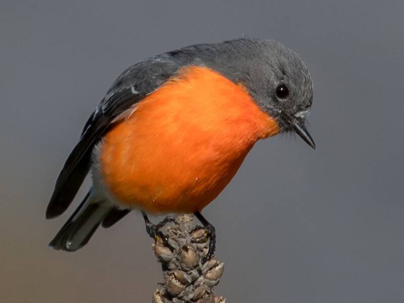 Flame Robin, Photos 4