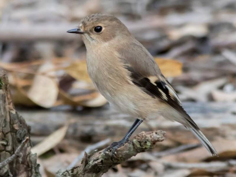 Flame Robin, Photos 2