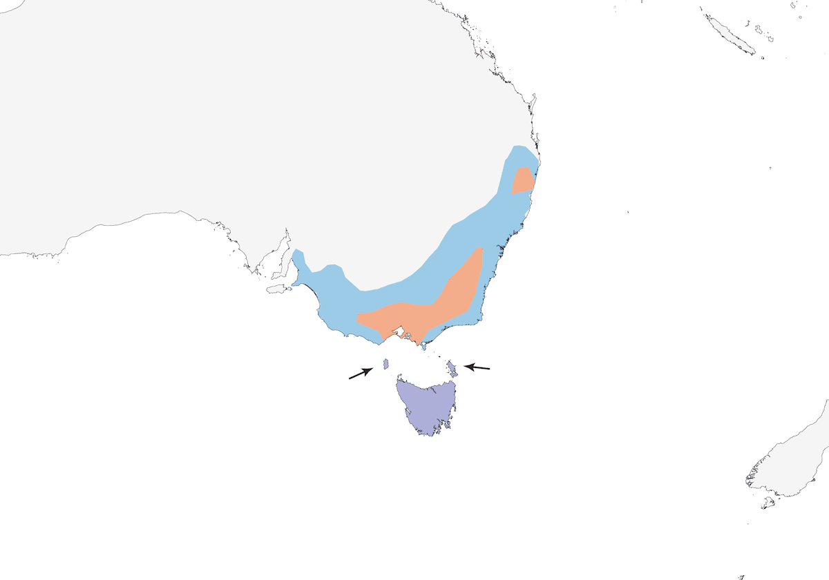 Flame Robin, Distribution 1