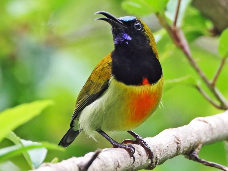 Flaming Sunbird, 照片 4