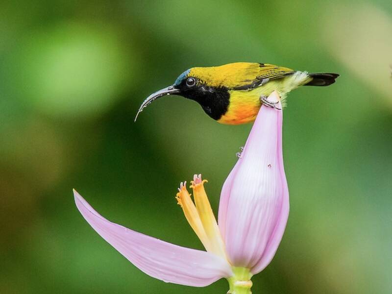 Flaming Sunbird, 照片 2