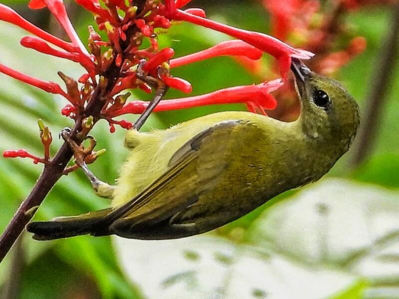 Flaming Sunbird, 照片 3