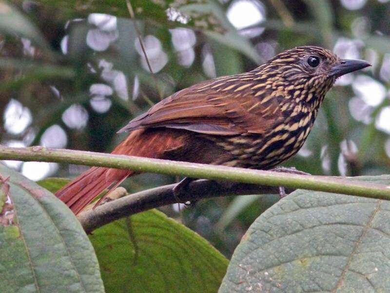Cercapiante fiammeggiante, Foto 4