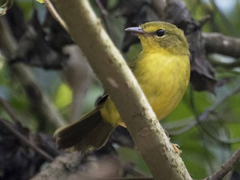 Curruca amarillenta, Fotos 4