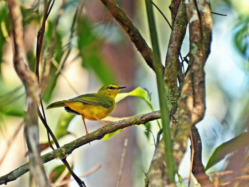 Curruca amarillenta, Fotos 3