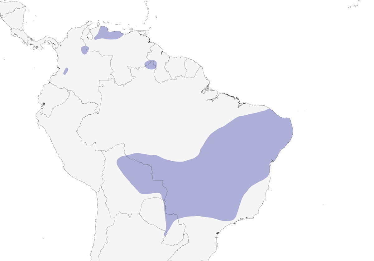 Curruca amarillenta, Distribución 1