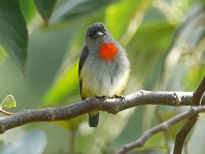 Halmahera Flowerpecker, Photos 4
