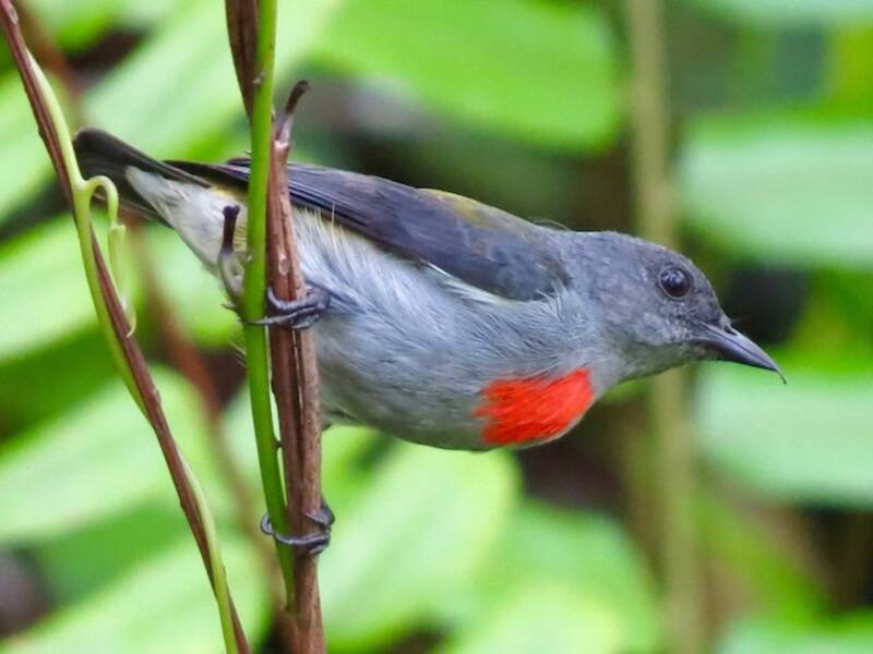 Halmahera Flowerpecker, Photos 2
