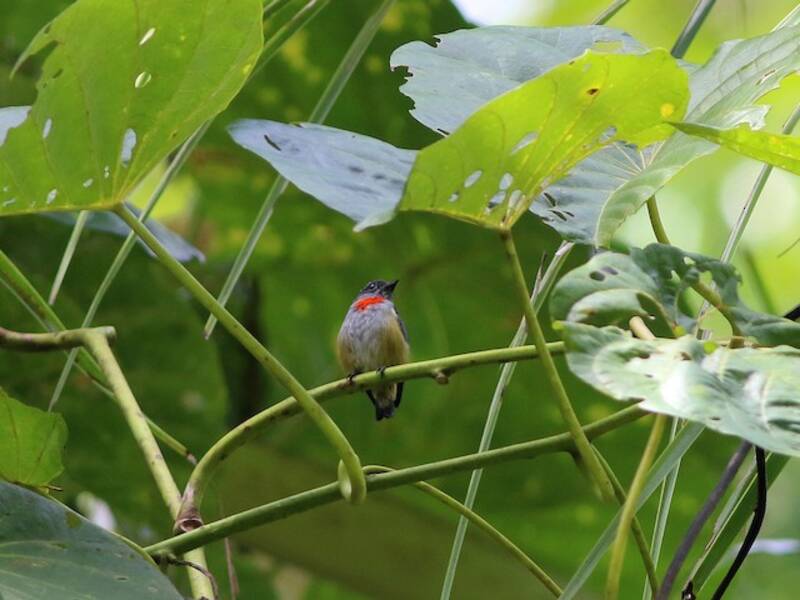 Halmahera Flowerpecker, Photos 3