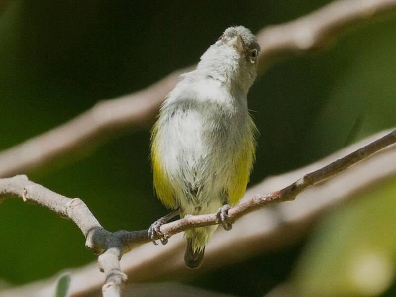 Halmahera Flowerpecker