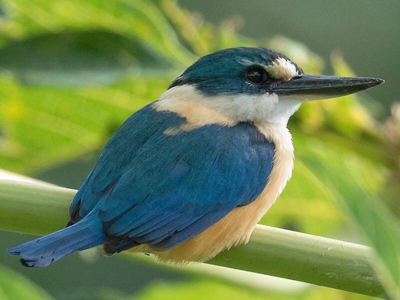 Flat-billed Kingfisher