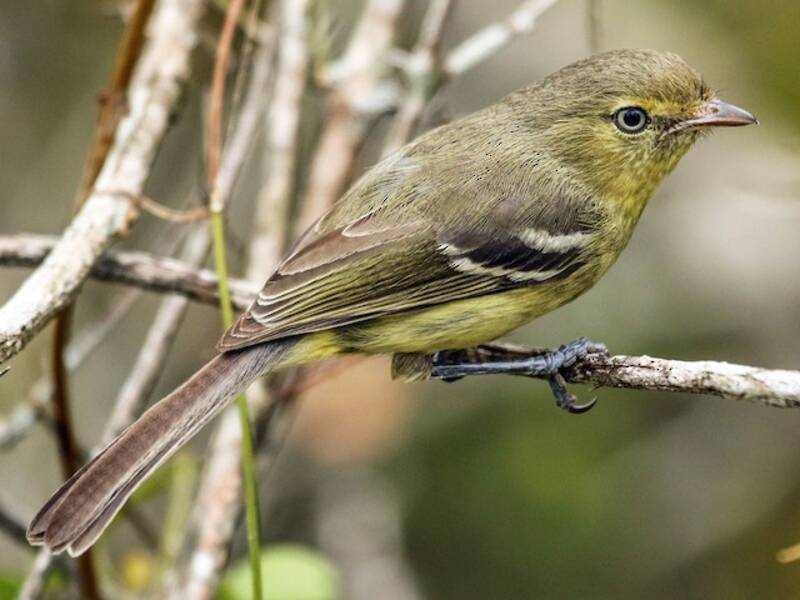 Vireo picoplano