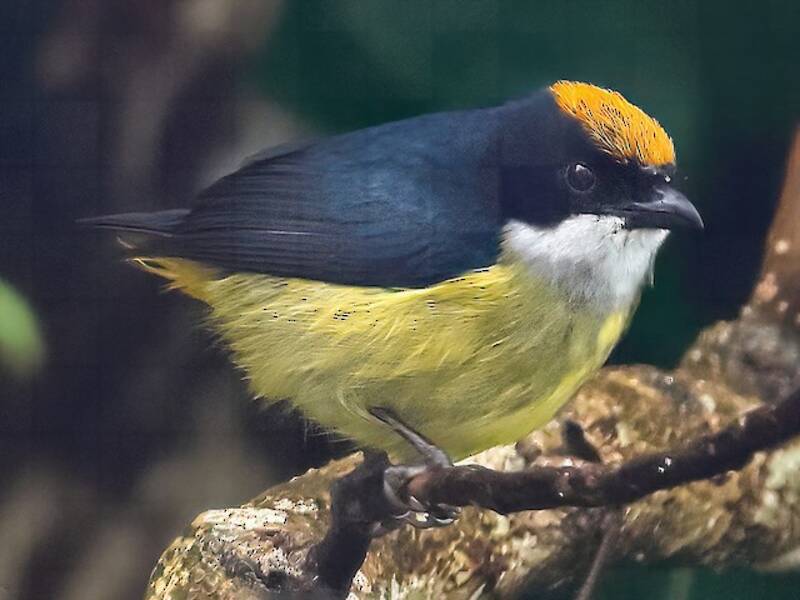 Yellow-crowned Flowerpecker, 照片 3