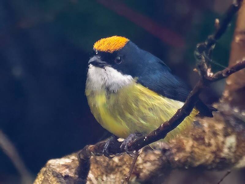 Yellow-crowned Flowerpecker, 照片 4