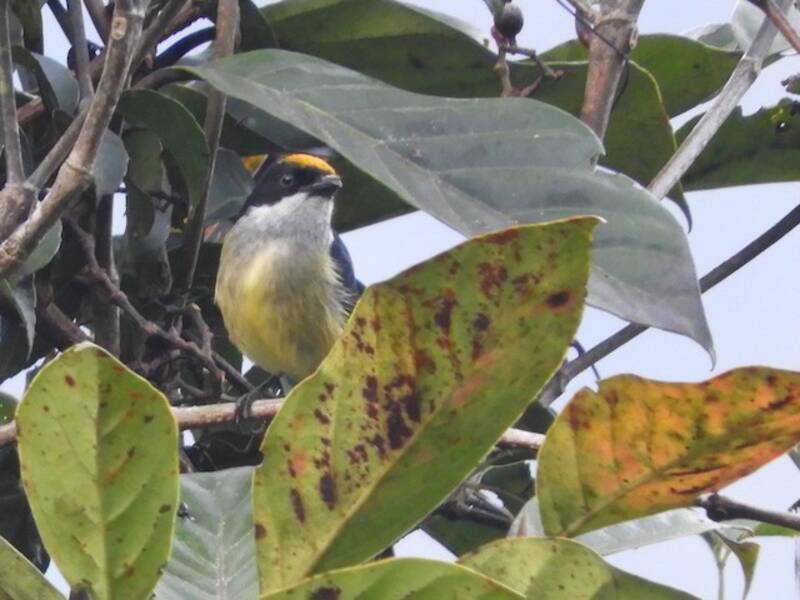 Yellow-crowned Flowerpecker, 照片 2