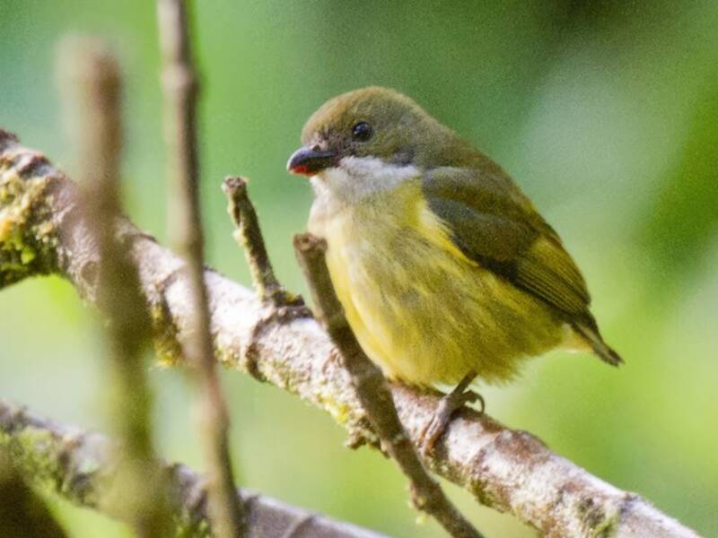 Yellow-crowned Flowerpecker