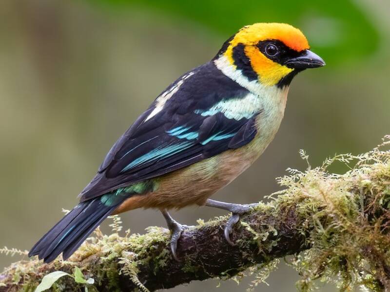Flame-faced Tanager, Photos 4