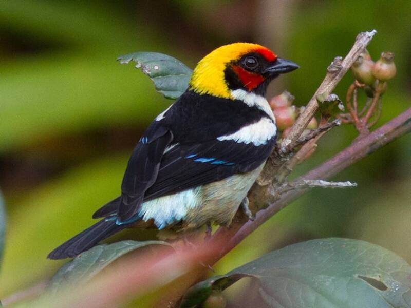 Flame-faced Tanager, Photos 3
