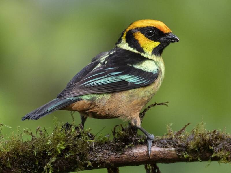 Flame-faced Tanager, Photos 2