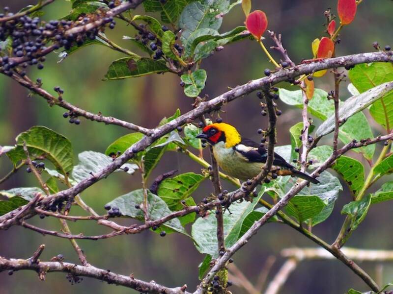 Flame-faced Tanager