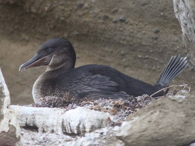Flugunfähiger Kormoran, Fotos 2