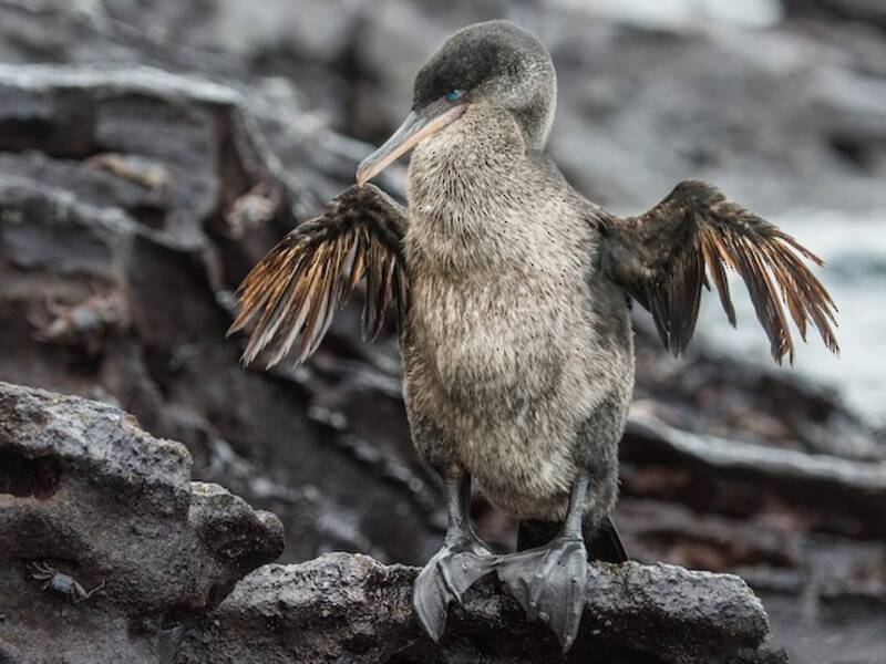 Cormorano attero