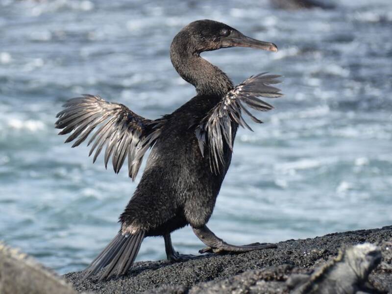 Flugunfähiger Kormoran, Fotos 3