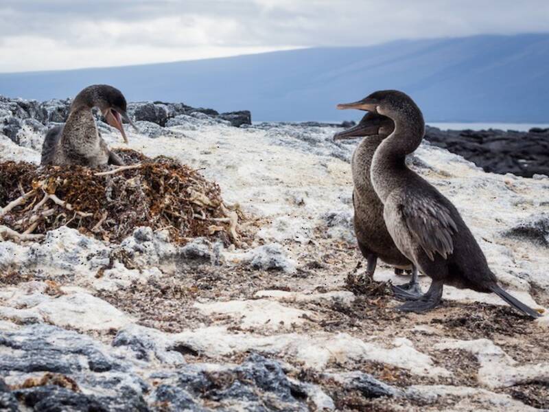 Flugunfähiger Kormoran, Fotos 4