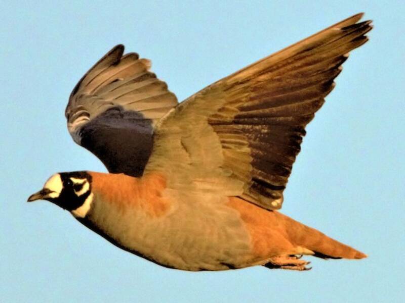 Harlekin-Bronzeflügeltaube
