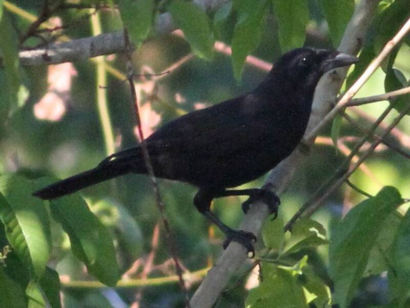 Flores Crow, 照片 2