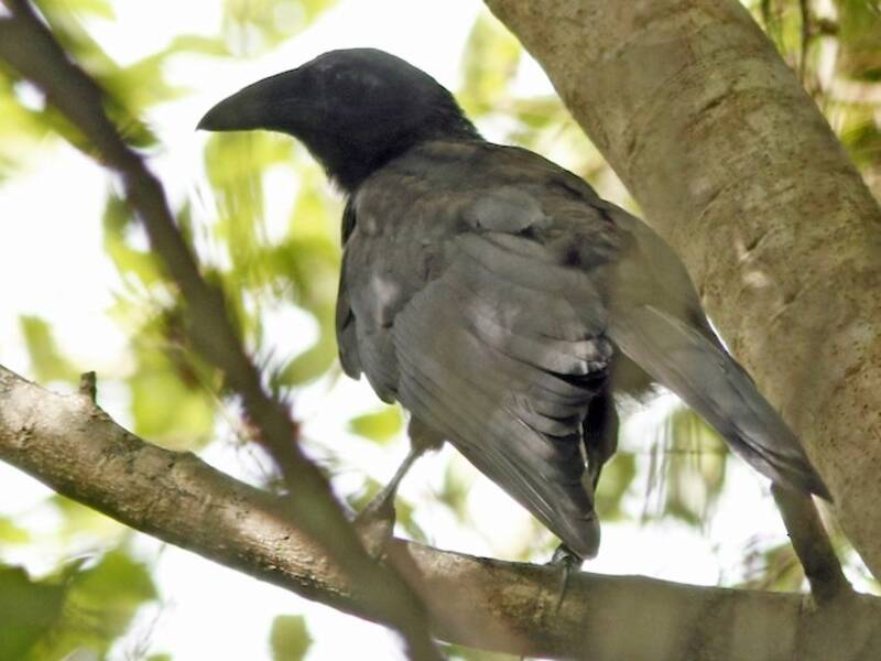 Flores Crow, 照片 4