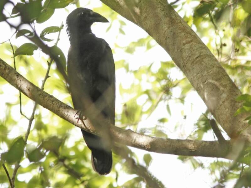 Flores Crow, 照片 3