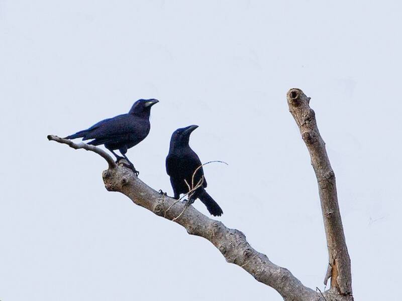 Flores Crow