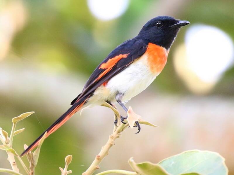 Flores Minivet, Photos 2