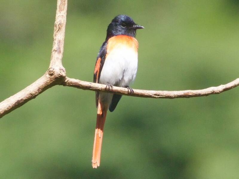 Minivet de Flores