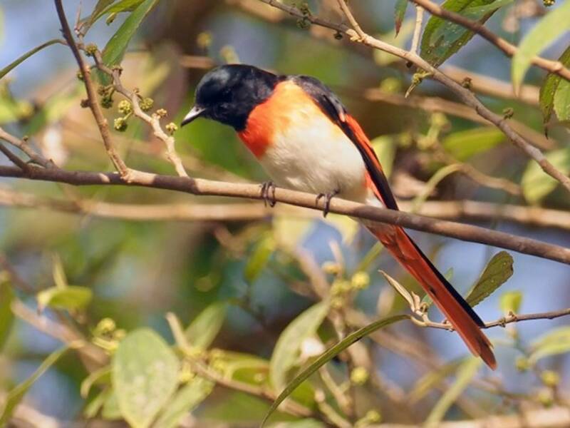 Flores Minivet, Photos 3