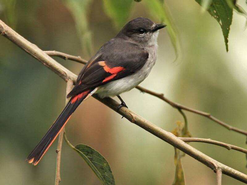 Flores Minivet, Photos 4