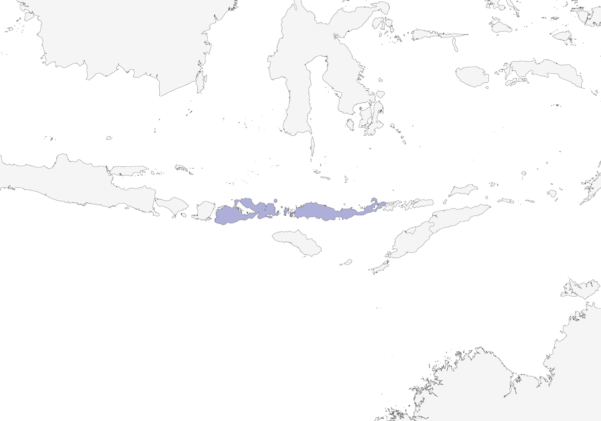 Flores Minivet, Distribution 1