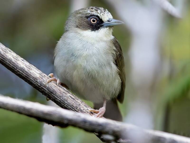 Flores-Brillenvogel