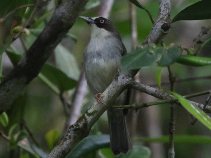 Flores-Brillenvogel, Fotos 2