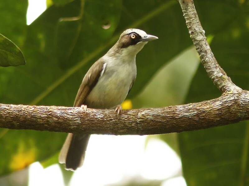 Flores-Brillenvogel, Fotos 3