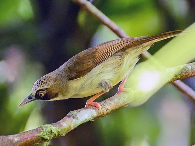 Flores-Brillenvogel, Fotos 4