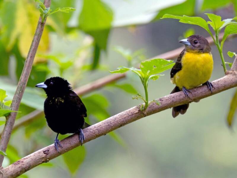 Flame-rumped Tanager