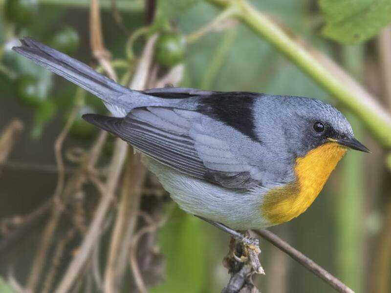 Parula gola di fiamma, Foto 4